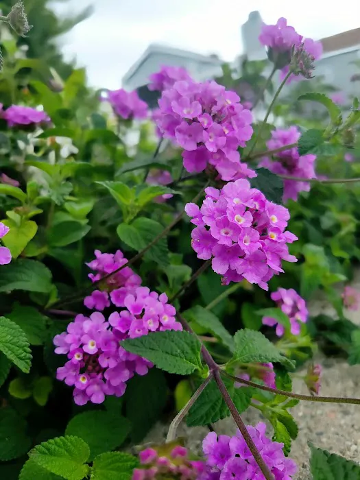 Anaheim Mobile Estates Picture 7