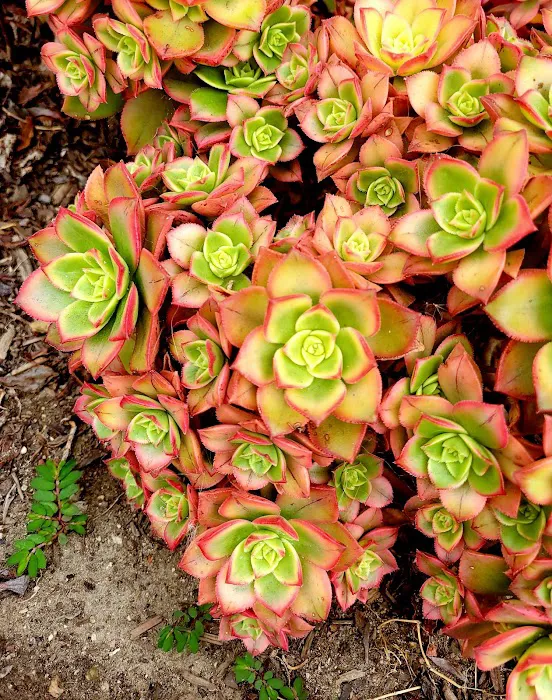 Anaheim Mobile Estates Picture 9