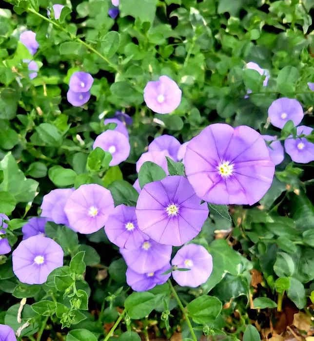 Anaheim Mobile Estates Picture 5