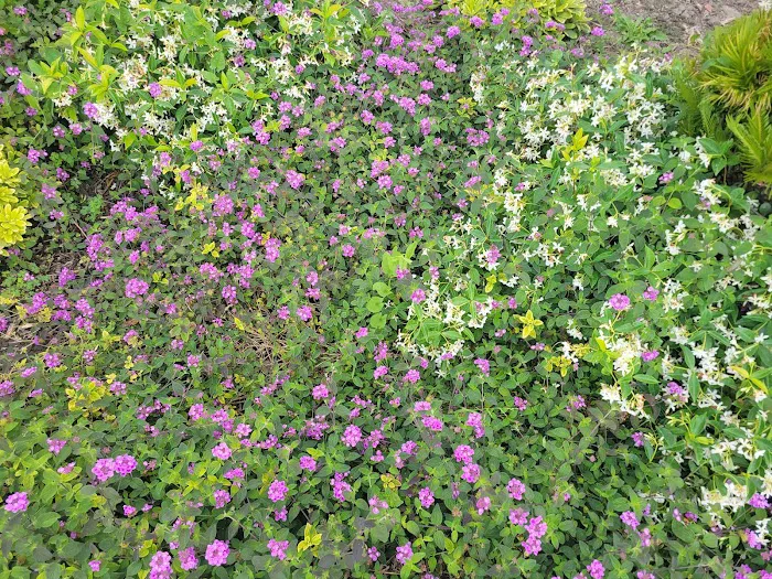 Anaheim Mobile Estates Picture 8