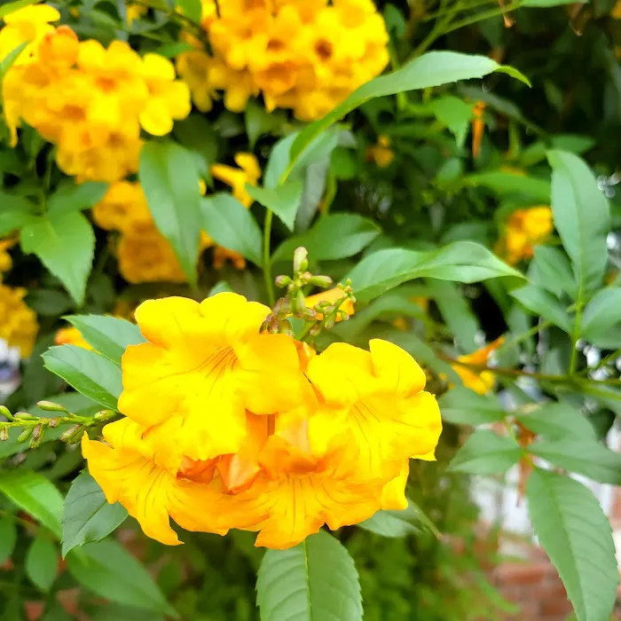 Anaheim Mobile Estates Picture 6