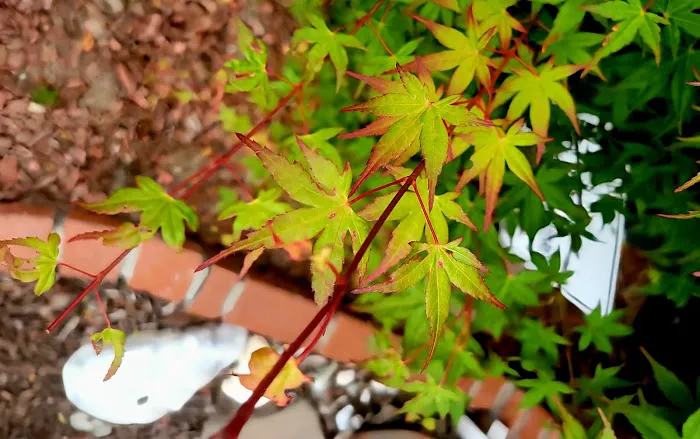 Anaheim Mobile Estates Picture 3