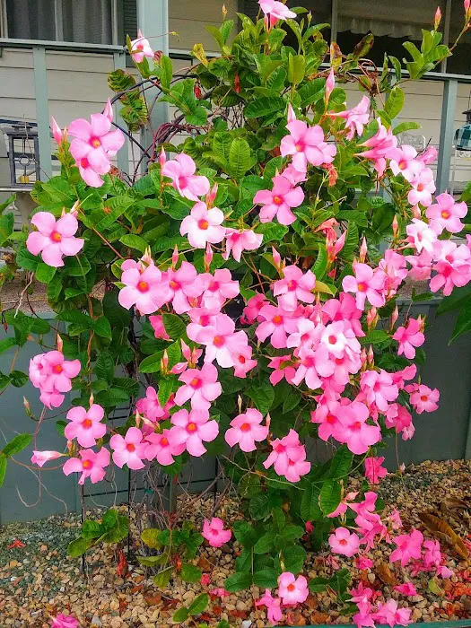 Riverside Country Club Mobile Picture 4