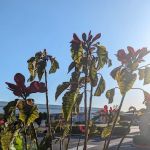 South Grove Mobile Estates