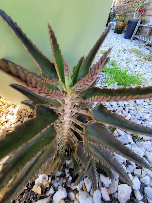 Buena Villa Picture 9