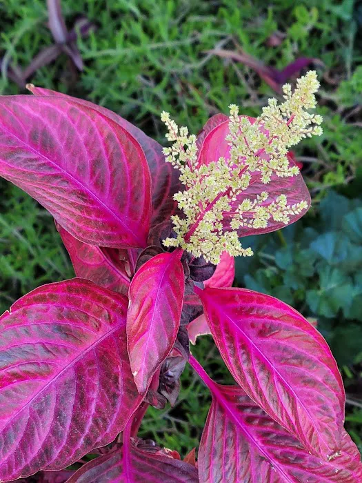 Buena Villa Picture 8