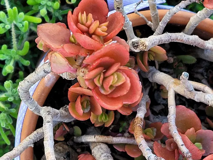 Buena Villa Picture 4