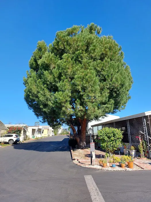 Charter Oak Mobile Home Estates Picture 7