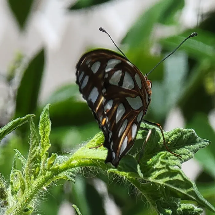 Rancho Del Avion Picture 3