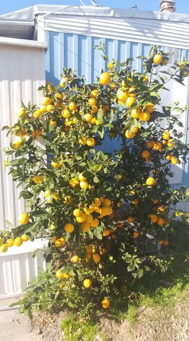 Capistrano Valley Mobile Est Picture 6