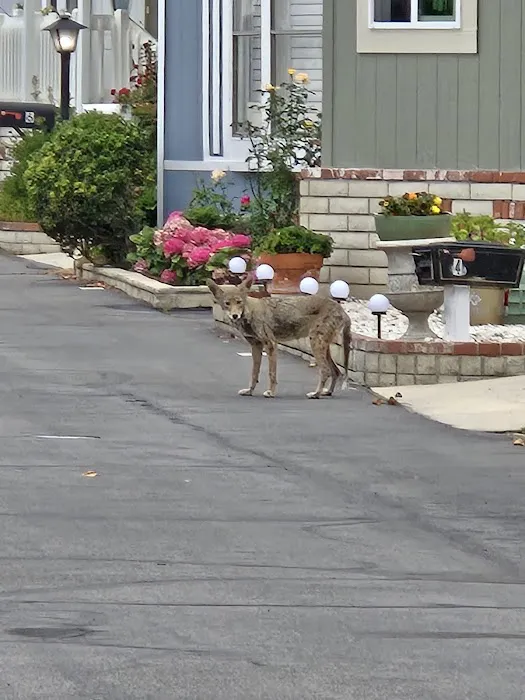 Orange Coast Mobile Home Lodge Picture 5