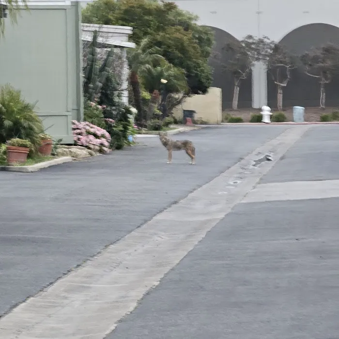 Orange Coast Mobile Home Lodge Picture 6