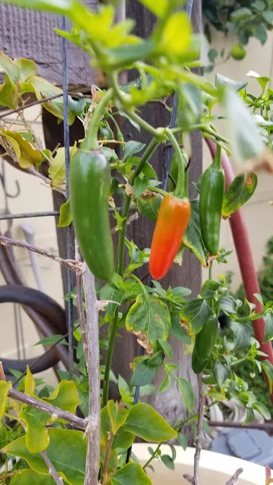 Orange Coast Mobile Home Lodge Picture 4