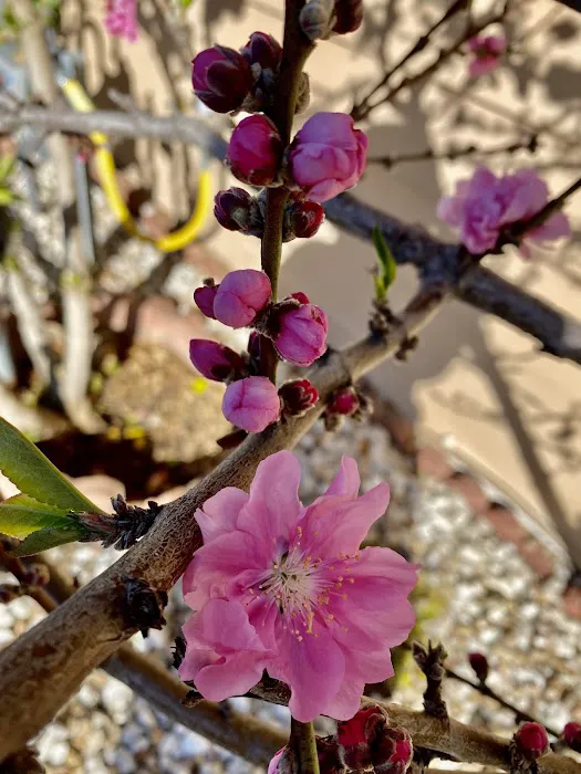 Americana Mobile Home Estates Picture 10