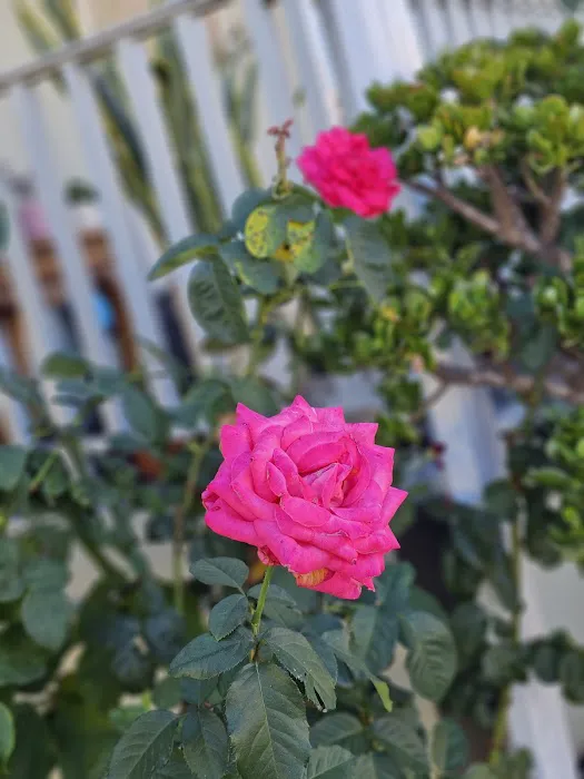 Villa Capri Mobile Estates Picture 4