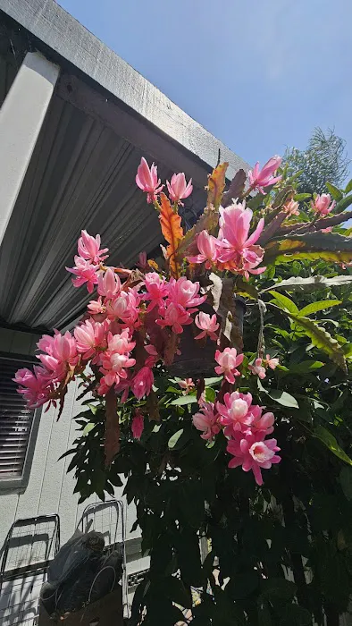 Villa Capri Mobile Estates Picture 3