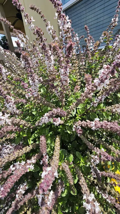 Villa Capri Mobile Estates Picture 7