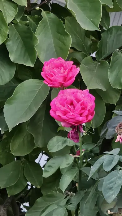 Villa Capri Mobile Estates Picture 1