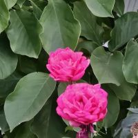 Villa Capri Mobile Estates ico