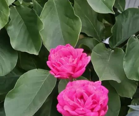 Villa Capri Mobile Estates