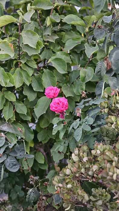 Villa Capri Mobile Estates Picture 2