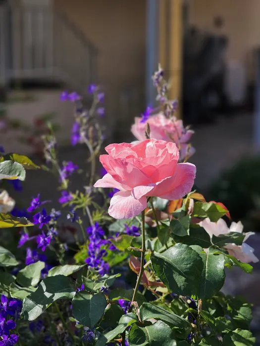 Villa Capri Mobile Estates Picture 9