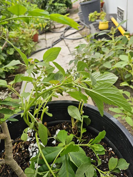 Villa Capri Mobile Estates Picture 5