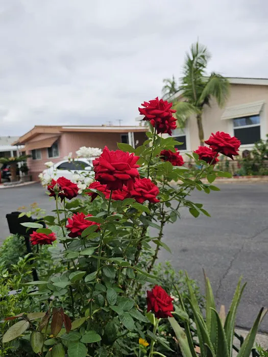 Villa Capri Mobile Estates Picture 8