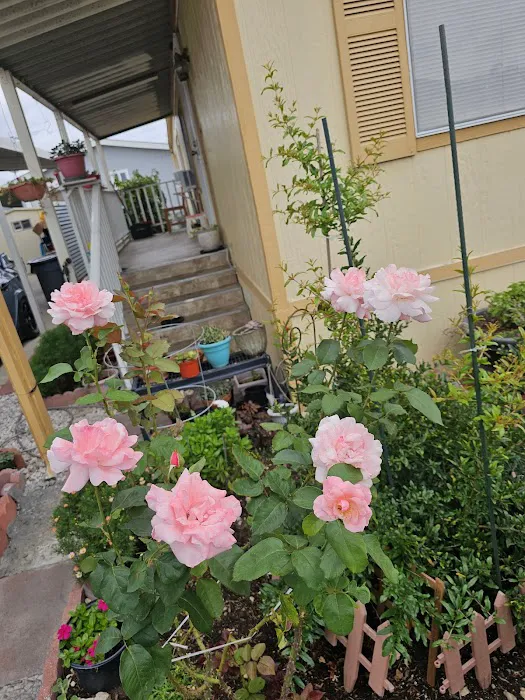 Villa Capri Mobile Estates Picture 6