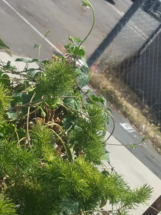 Vagabond Villa Mobile Park Picture 1