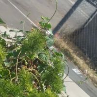 Vagabond Villa Mobile Park ico