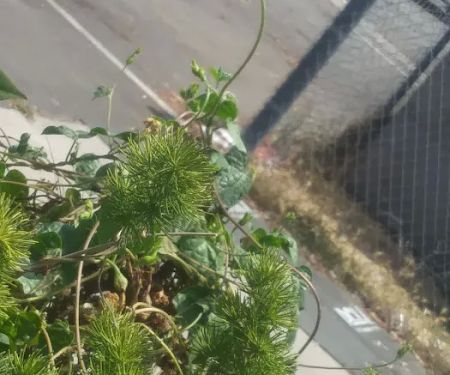 Vagabond Villa Mobile Park