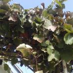 Capri Gardens Mobile Home Community