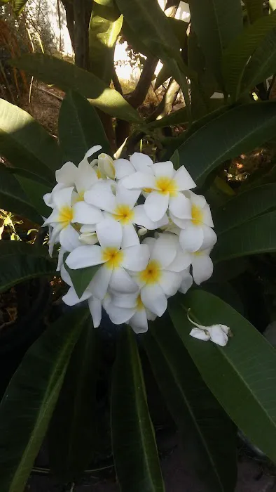 Capri Gardens Mobile Home Community Picture 5