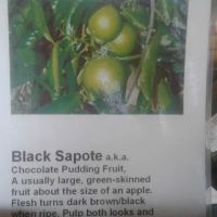 Caravan Mobile Home Park ico