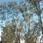 Orangewood Park-Mobile Homes