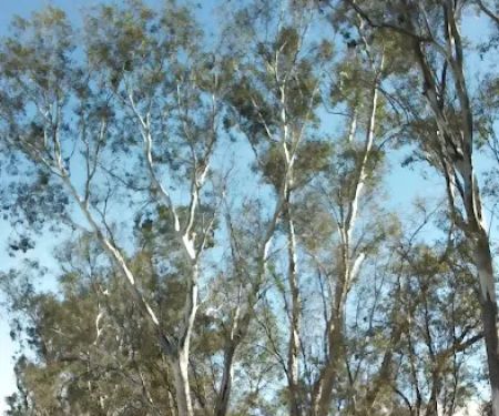 Orangewood Park-Mobile Homes