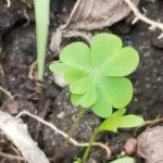 Atlantic Trailer Village