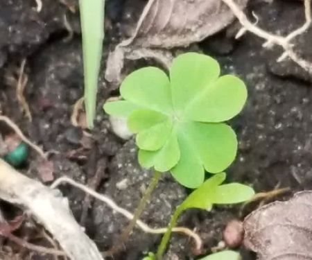 Atlantic Trailer Village