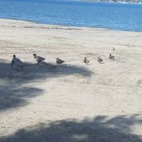 Playland Park ico