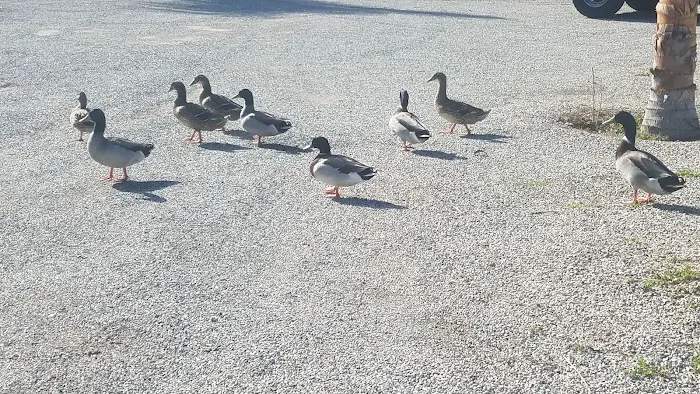 Playland Park Picture 3
