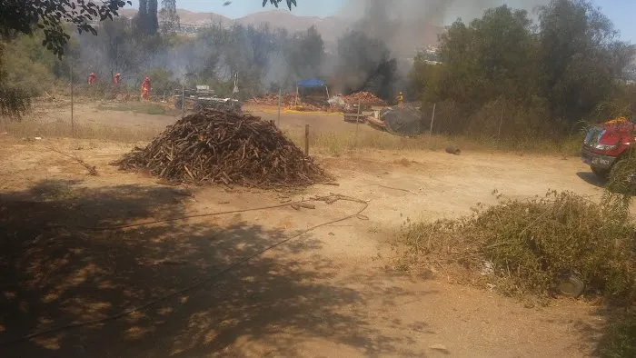 Pepper Tree RV Park Picture 3