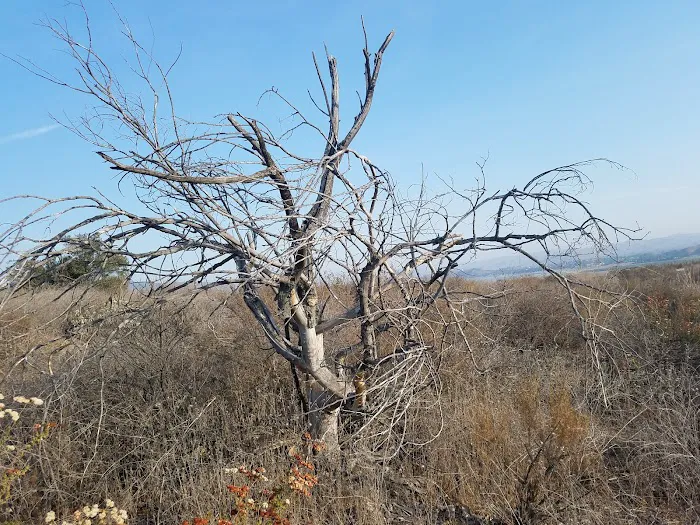 Pepper Tree RV Park Picture 9
