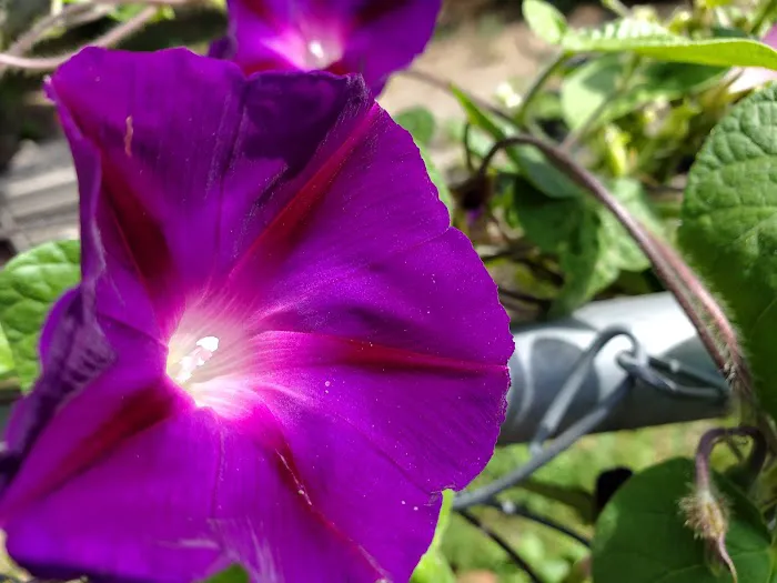 Peppertree Mobile Home Park Picture 5