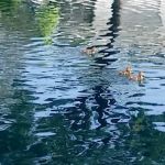 Laguna Vista MHC, LLC