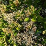 Sea Breeze Mobile Estates