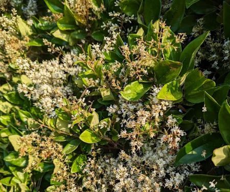 Sea Breeze Mobile Estates