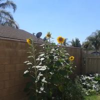 SANTIAGO HILLSIDE ESTATES ico