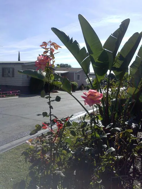 SANTIAGO HILLSIDE ESTATES Picture 5