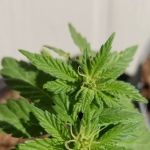 Cavalier Mobile Estates